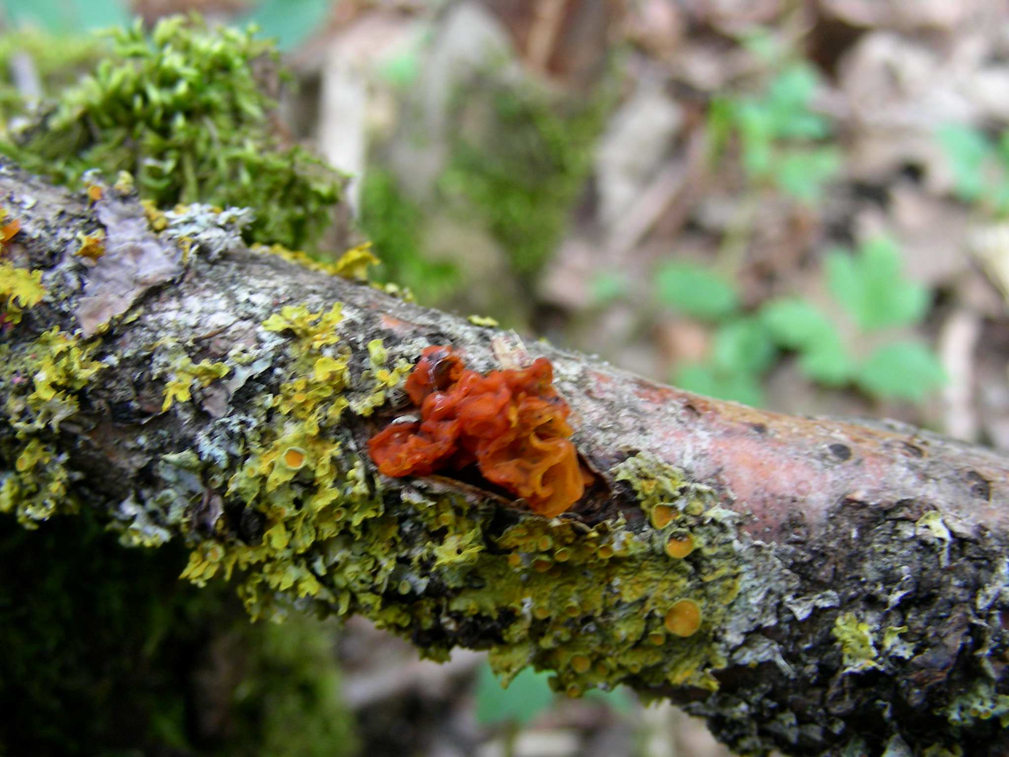 1610 Marzo vecchio ritrovamento